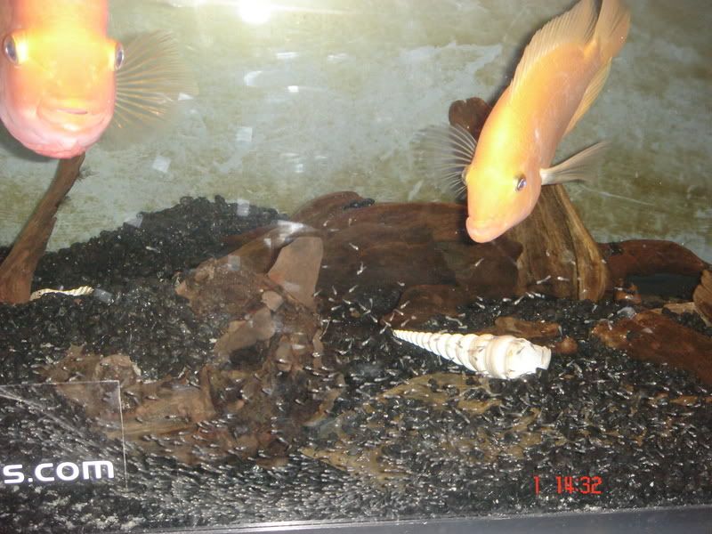 DSC04100.jpg