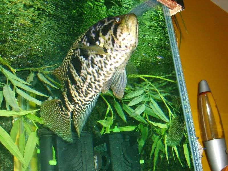 paulasholidayandneilsfishes031.jpg