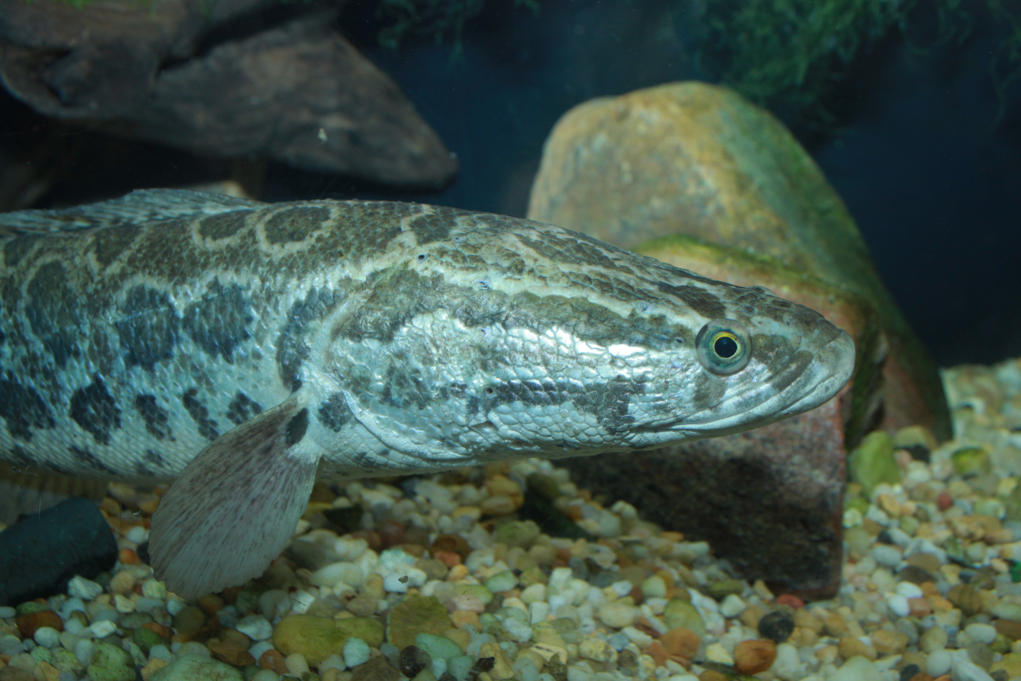 Snakehead_-_Channa_argus_2.jpg