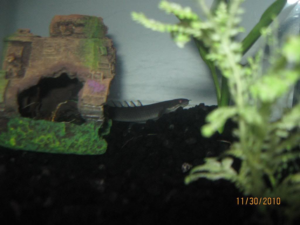 FishTanks598.jpg