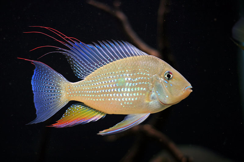 Acarichthys_heckelii_by_junkpile.jpg