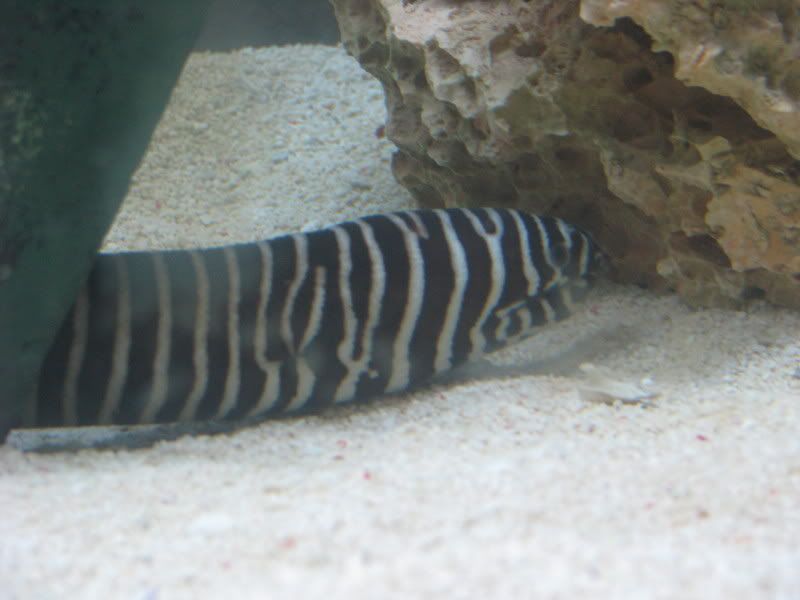 aquariumApril5089.jpg