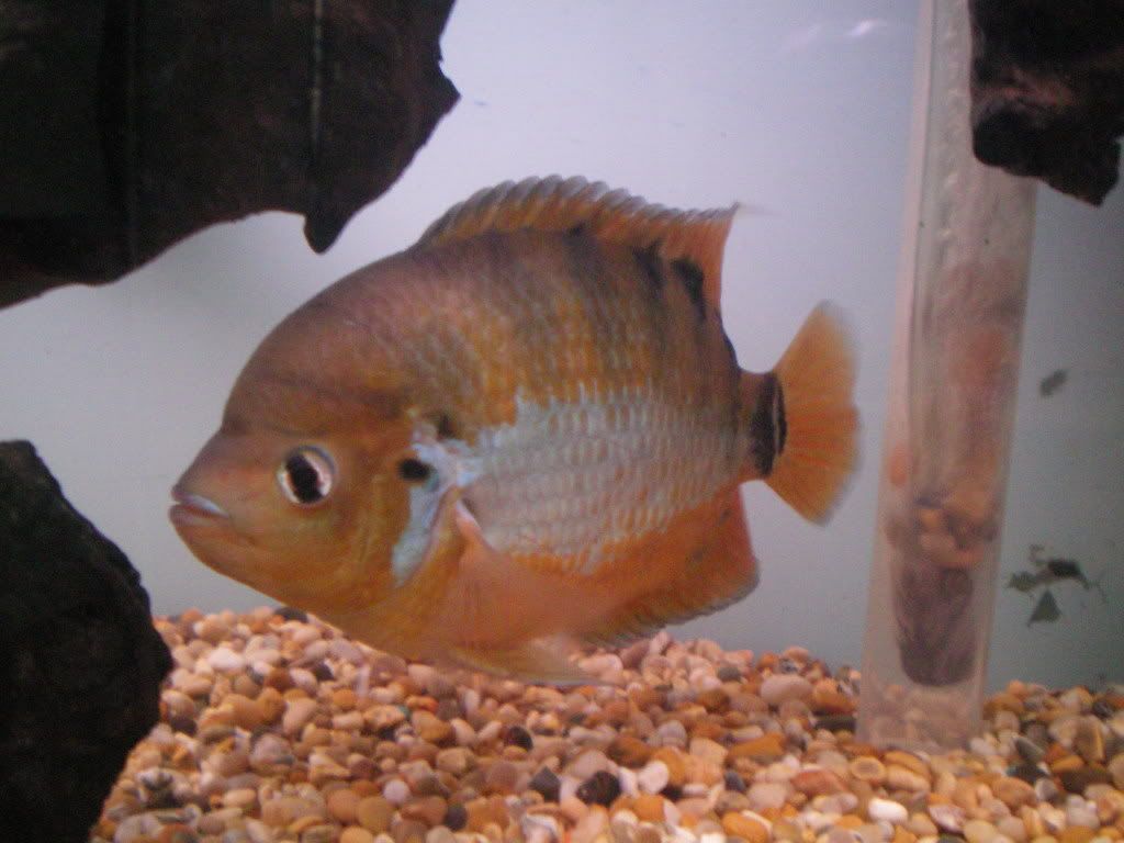 waynesfish013-1.jpg