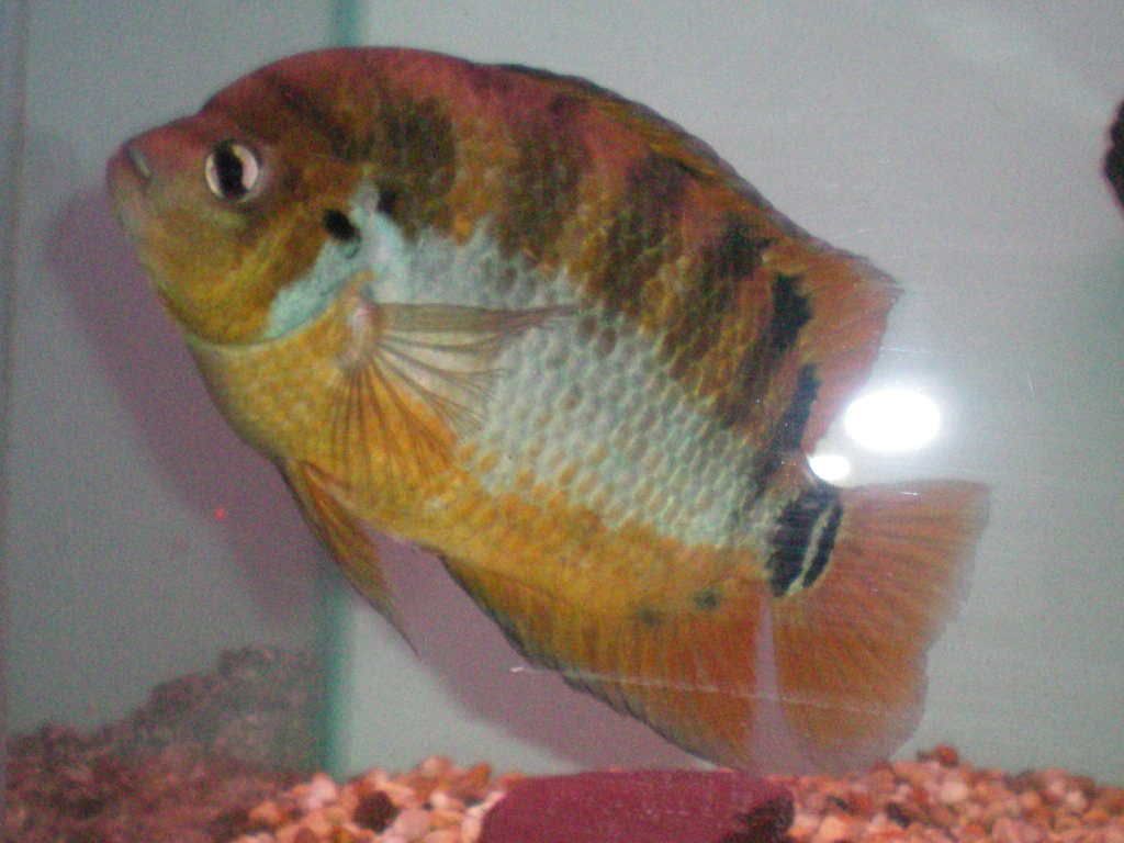 waynesfish009-1.jpg