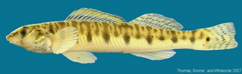 fish.jpg