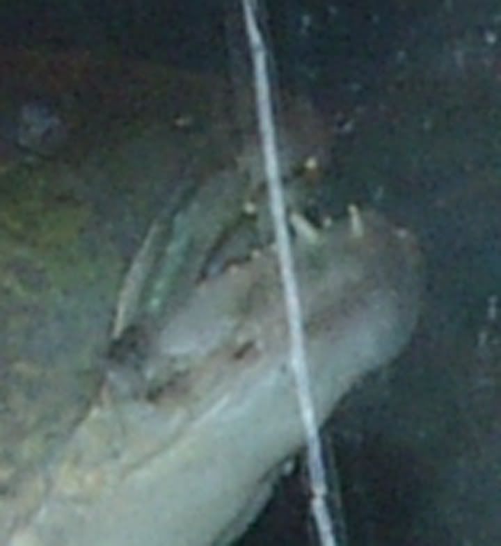 fish3211-1.jpg
