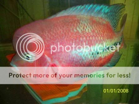 Copyof28uly2010078.jpg