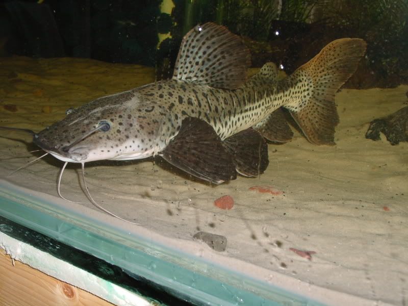 DSC00075-1.jpg