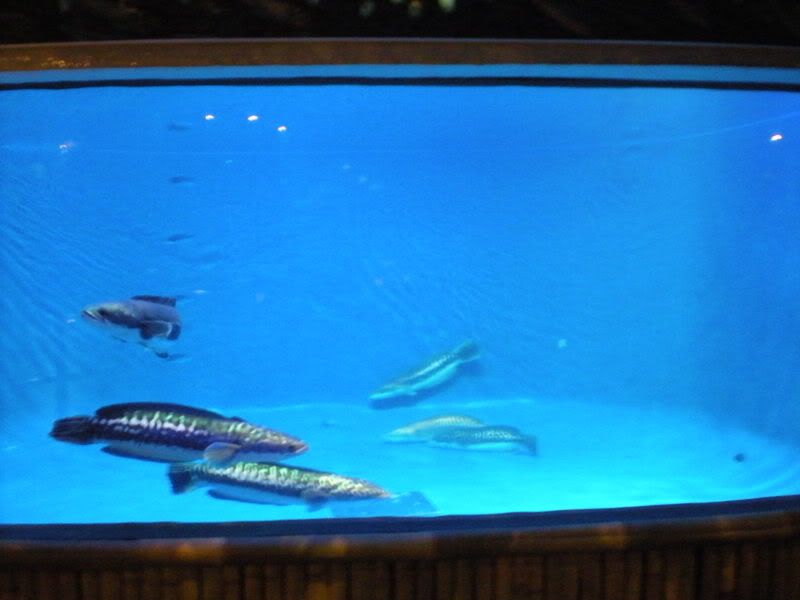 DSCN0115.jpg