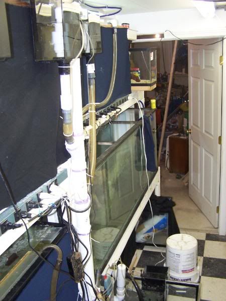 fishwall01021.jpg