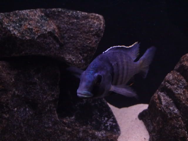 DSC01652.jpg