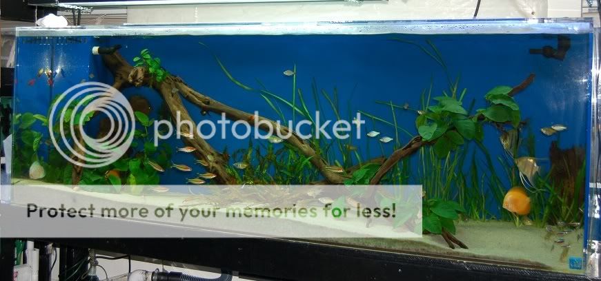 135gal1.jpg
