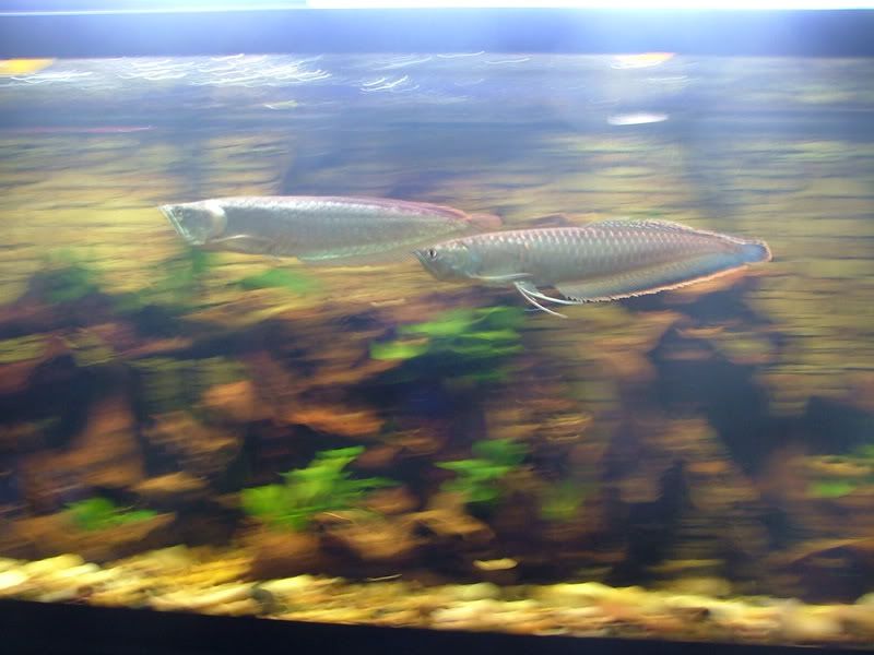 flashblack-3.jpg