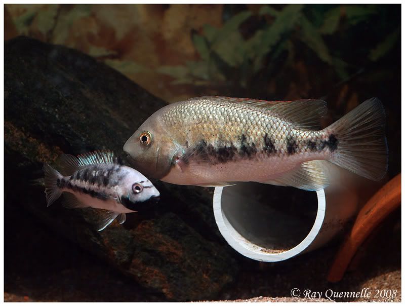 tomocichla-seiboldii-02.jpg