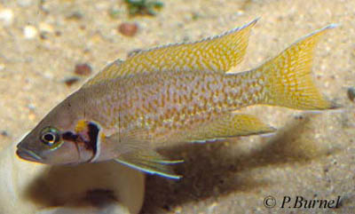 Neolamprologus%20splendens.jpg