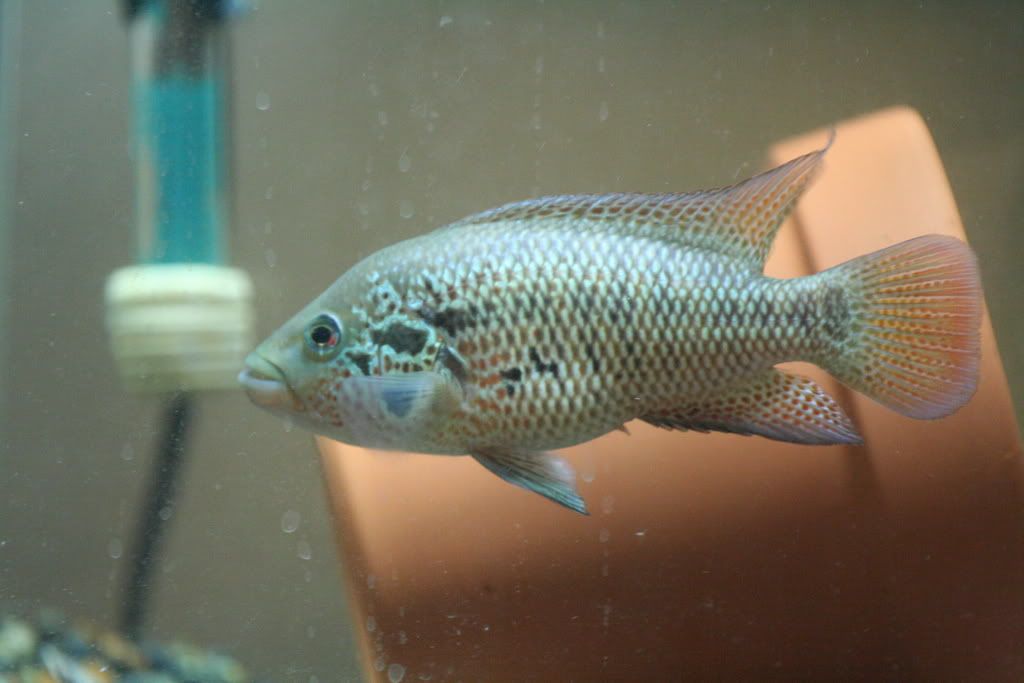 redtigermotaandmore034.jpg