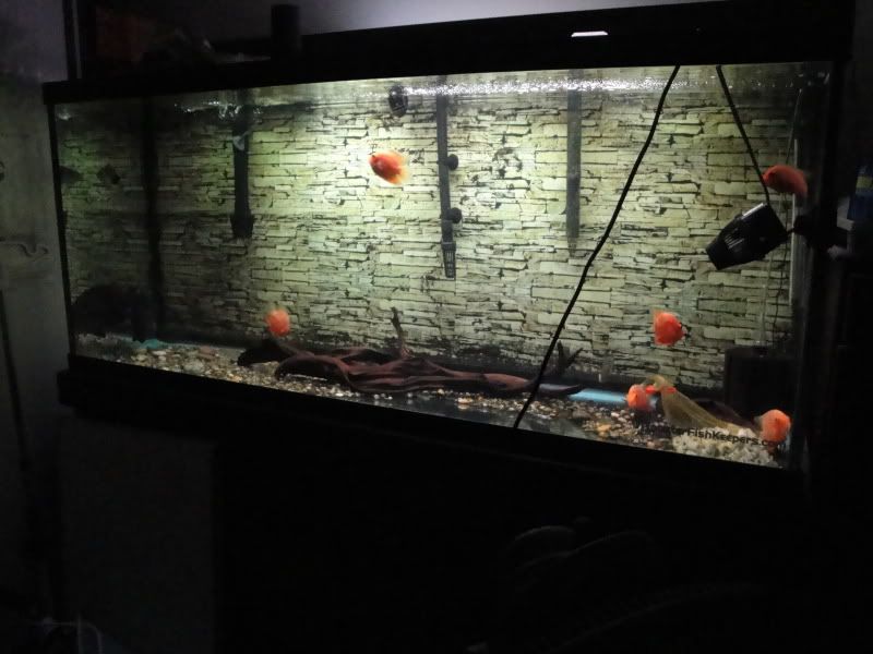 fishtank.jpg