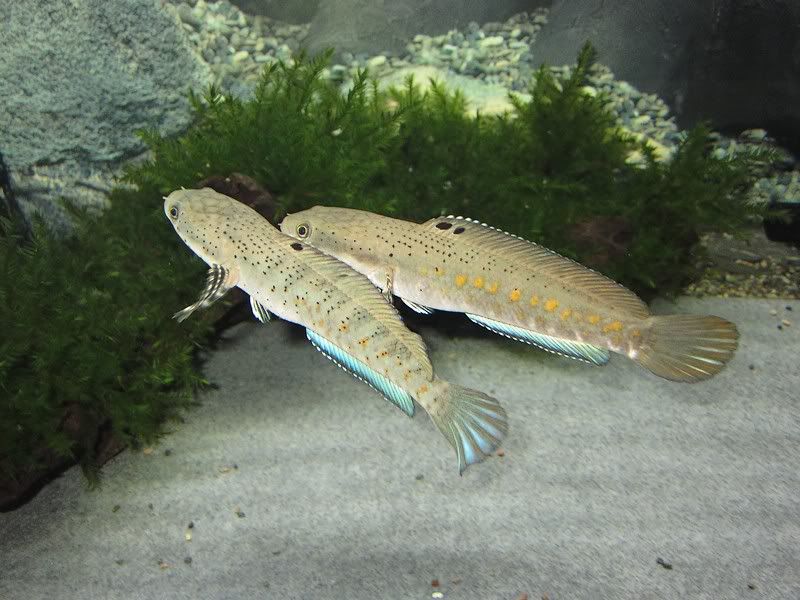 pulchra1.jpg