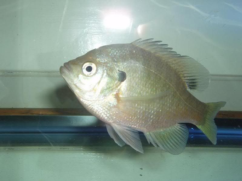 bluegill1.jpg