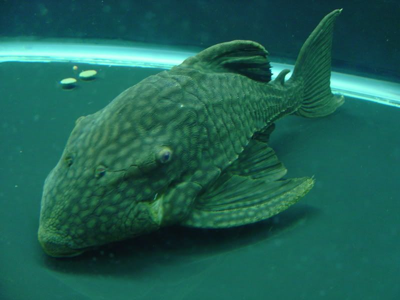 8-5-08090.jpg
