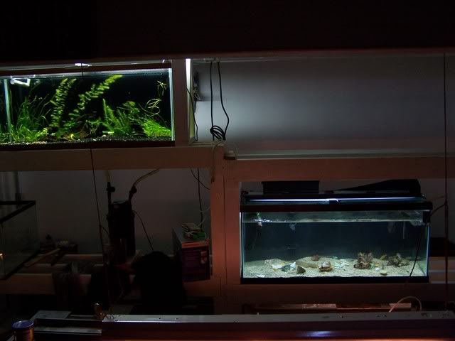 fishwall026.jpg