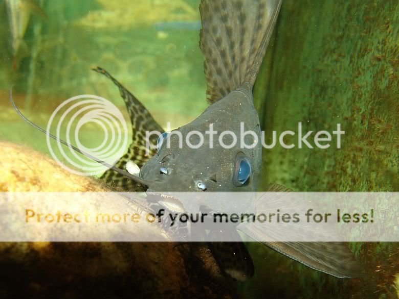 Synodontis4.jpg