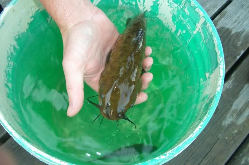 SamsBullhead001.jpg