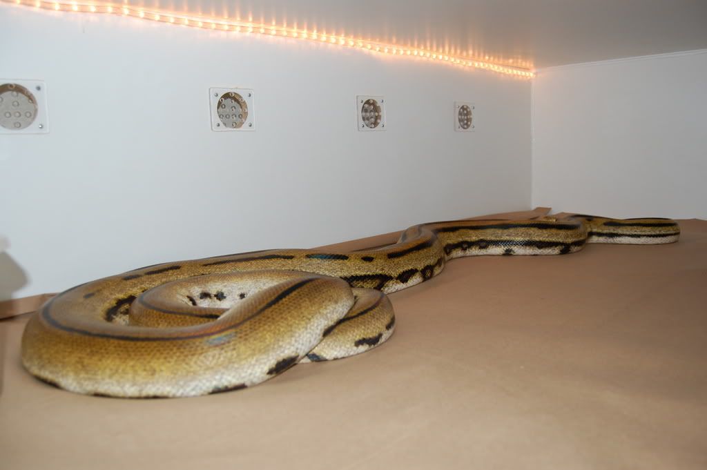 MyCollection007.jpg