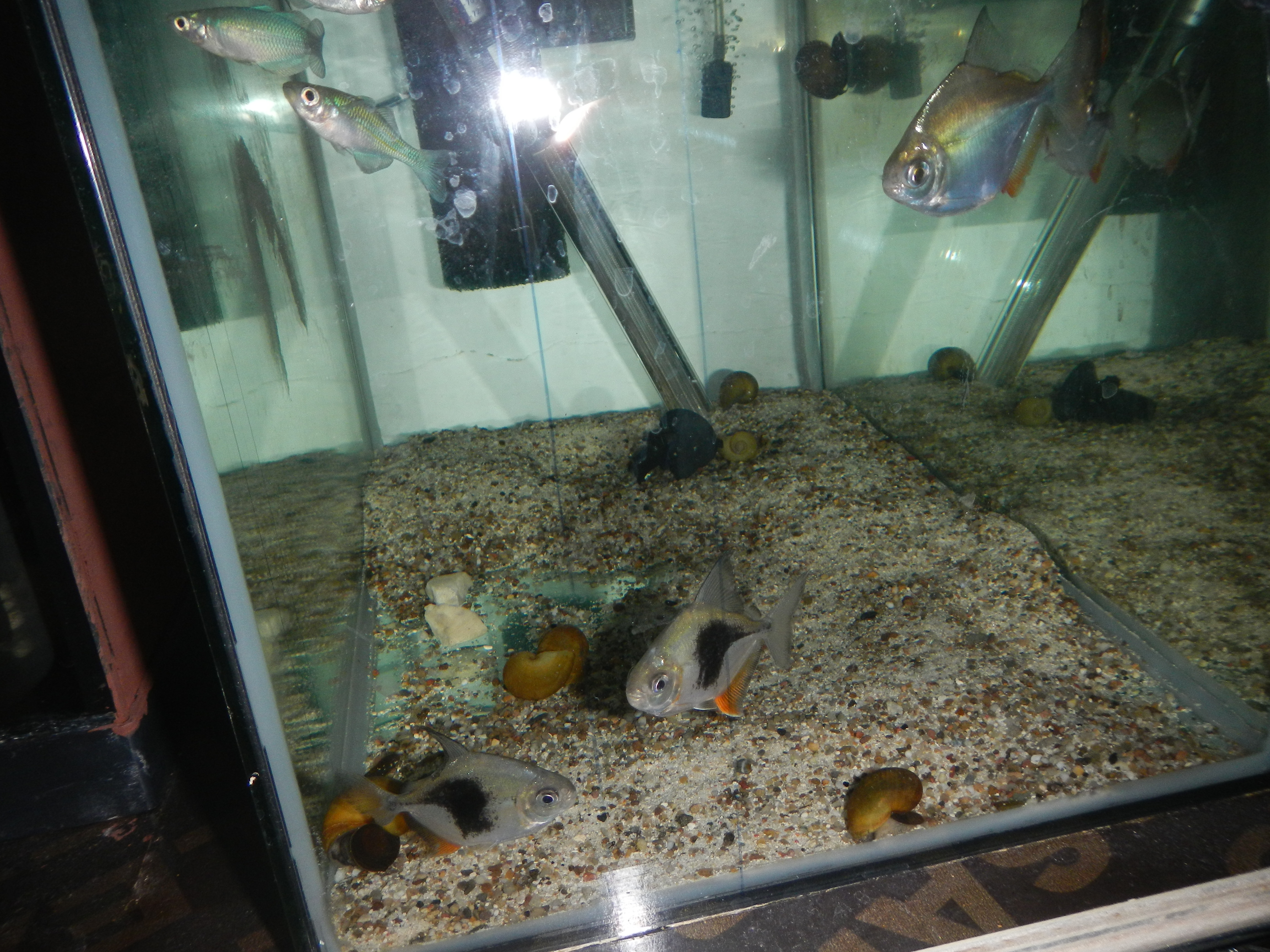 DSCN3088.jpg