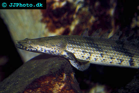 polypterus_endlicheri_endlicheri_2.jpg