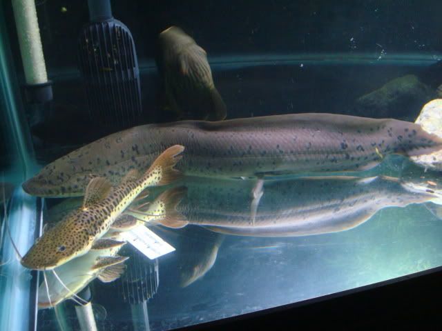 DSC07947.jpg