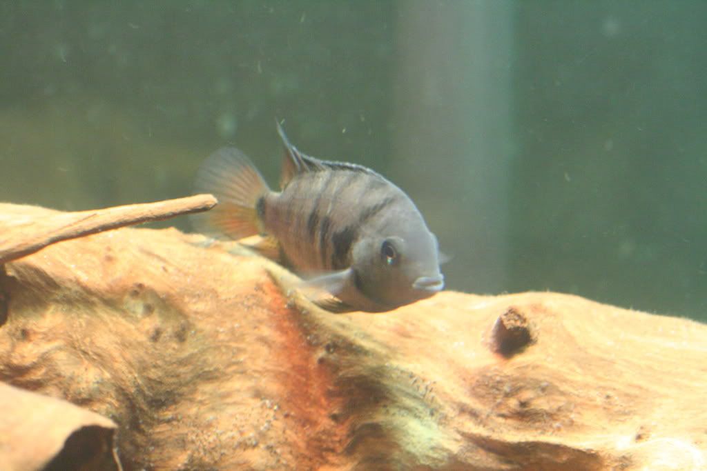 riomongo011.jpg
