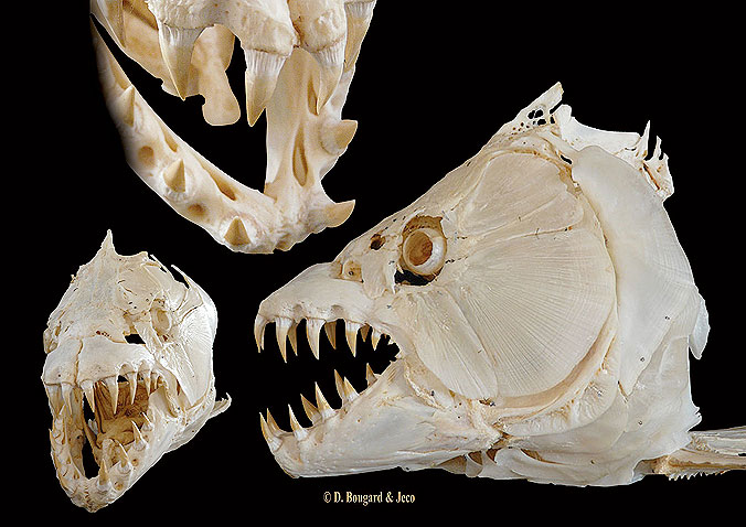 Skull-Mbenga-1.jpg
