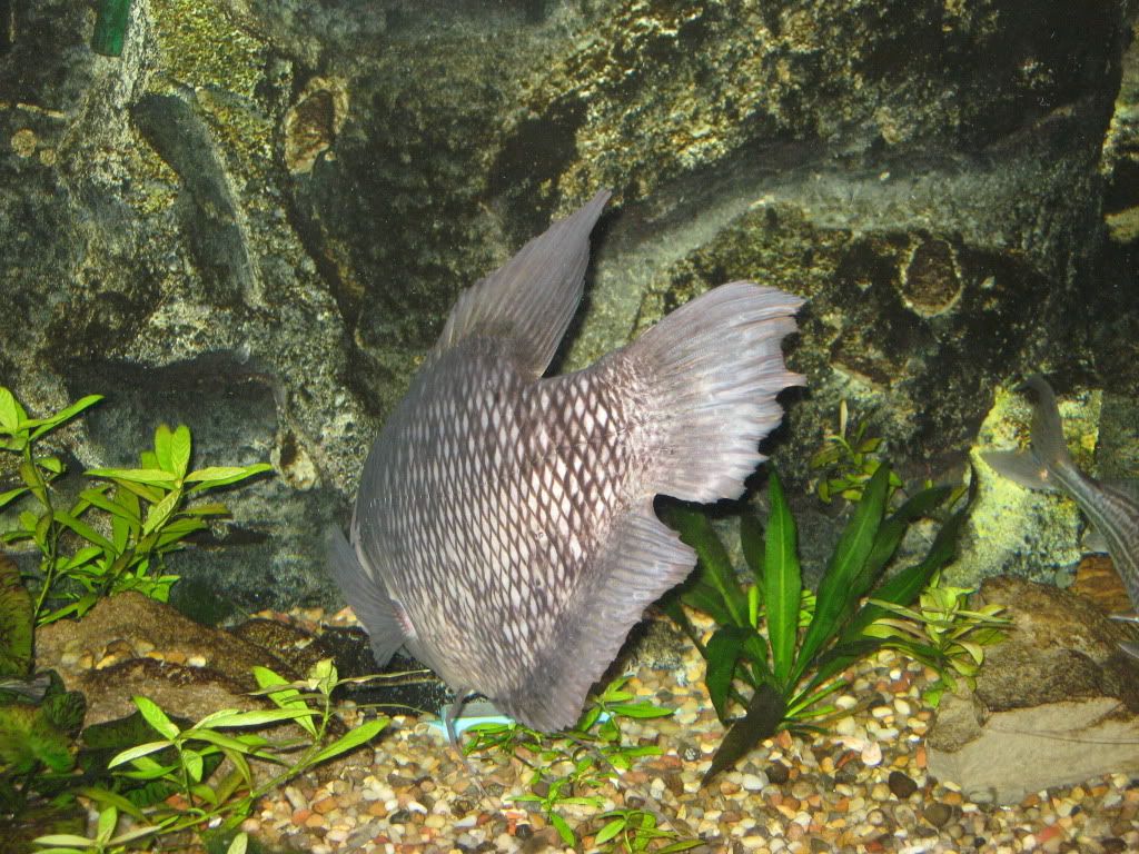updatecornelius008.jpg