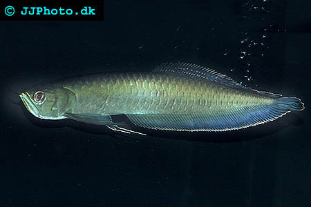 osteoglossum_ferreirai_1.jpg