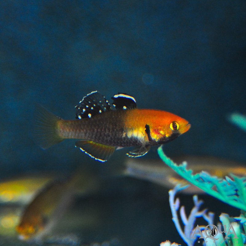 www.aqua-imports.com
