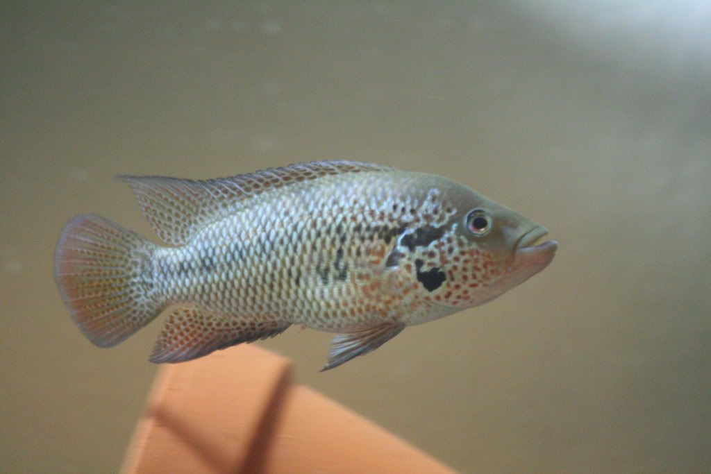 redtigermotaandmore027.jpg