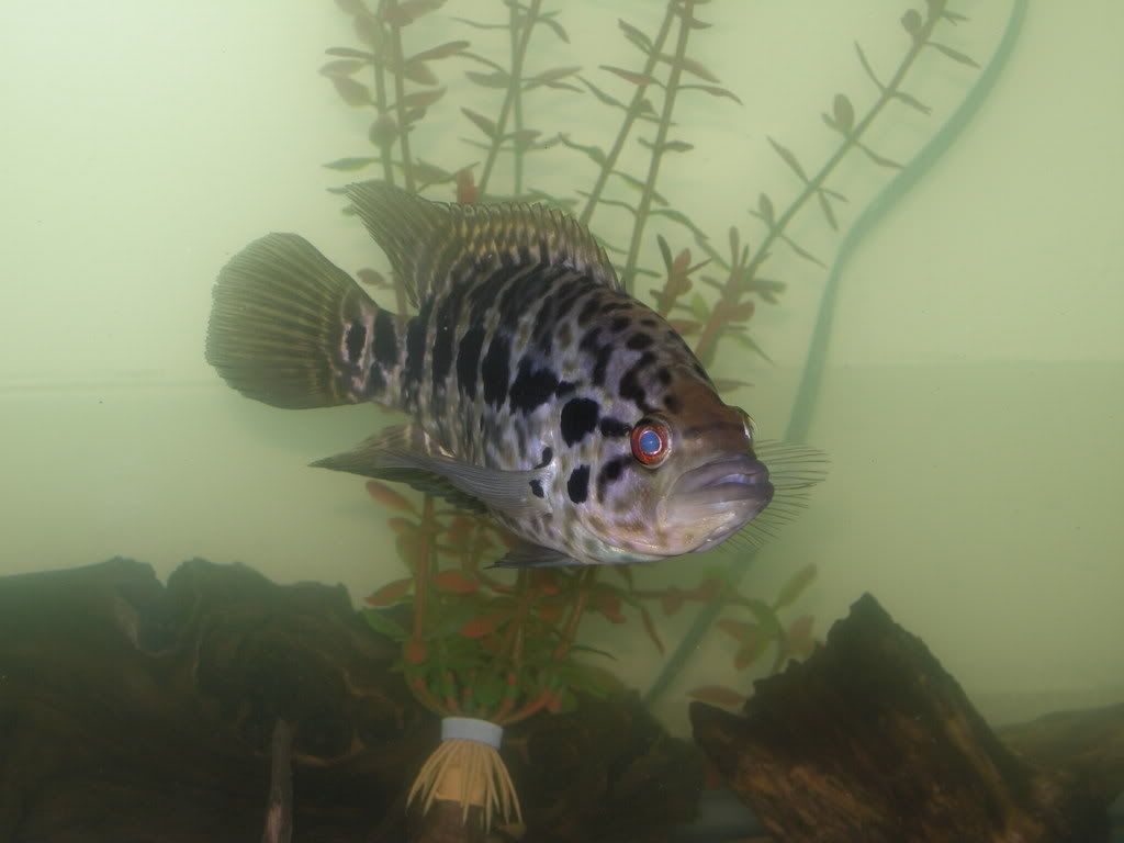 DSCN4927.jpg