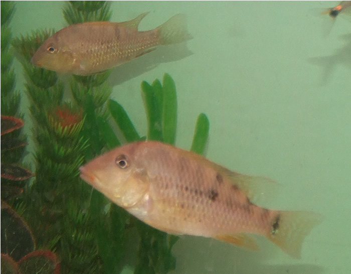 120509Geophagus_sp.jpg