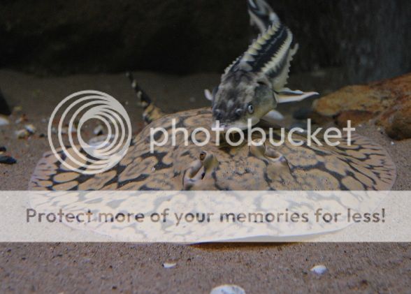 DSC_8706_zps0ba69cf9.jpg