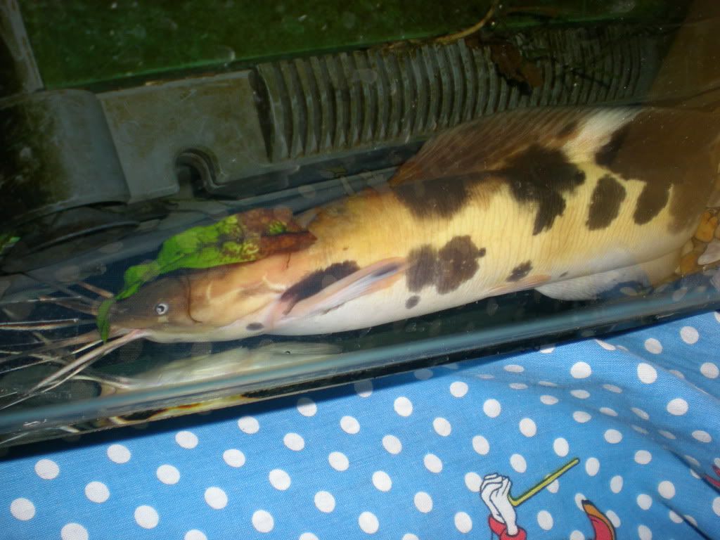 DSCN3937.jpg