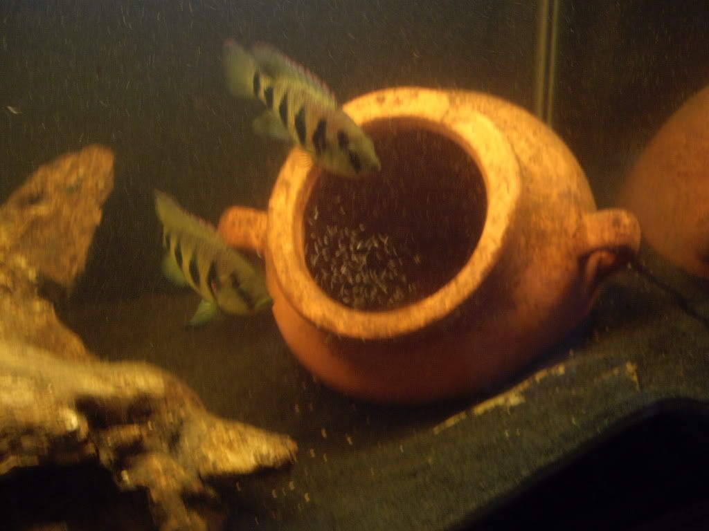 Picture081.jpg