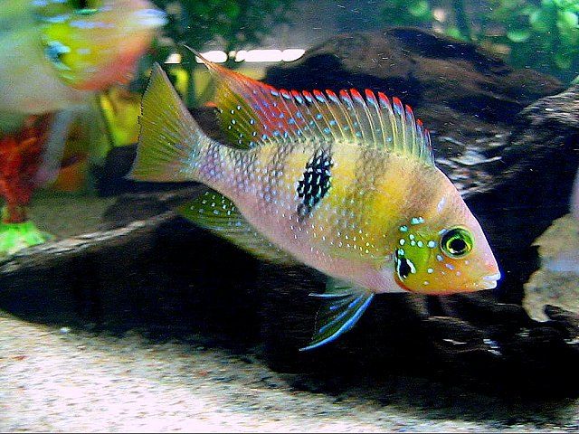 ThorichthysPinkRioBascan_zps97f4c6ae.jpg