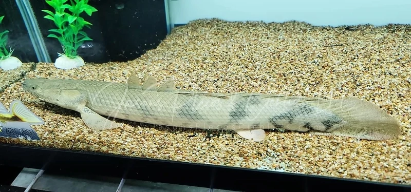 jasonsplecoscichlids.com