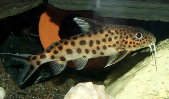 fish644.jpg