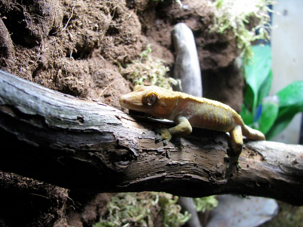 CrestedGecko4.jpg