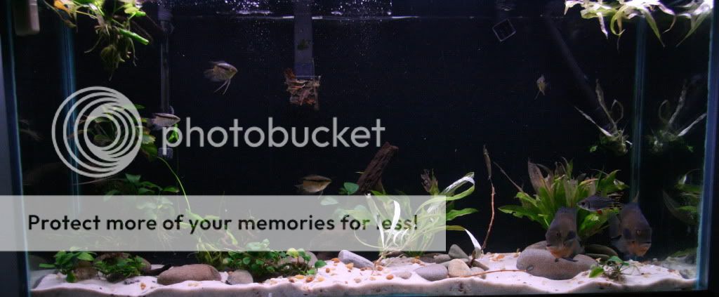 90g_011010.jpg