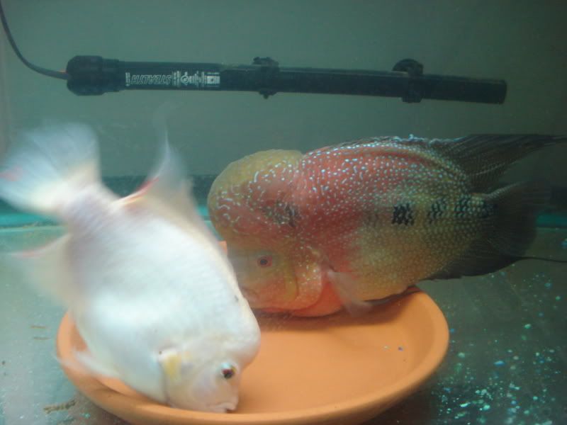 fish147.jpg