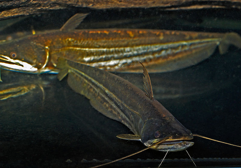 Attus phrygianus