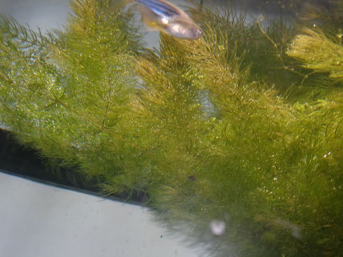 hornwort.jpg
